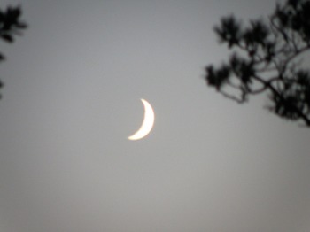 Autumnal Crescent Moon.JPG
